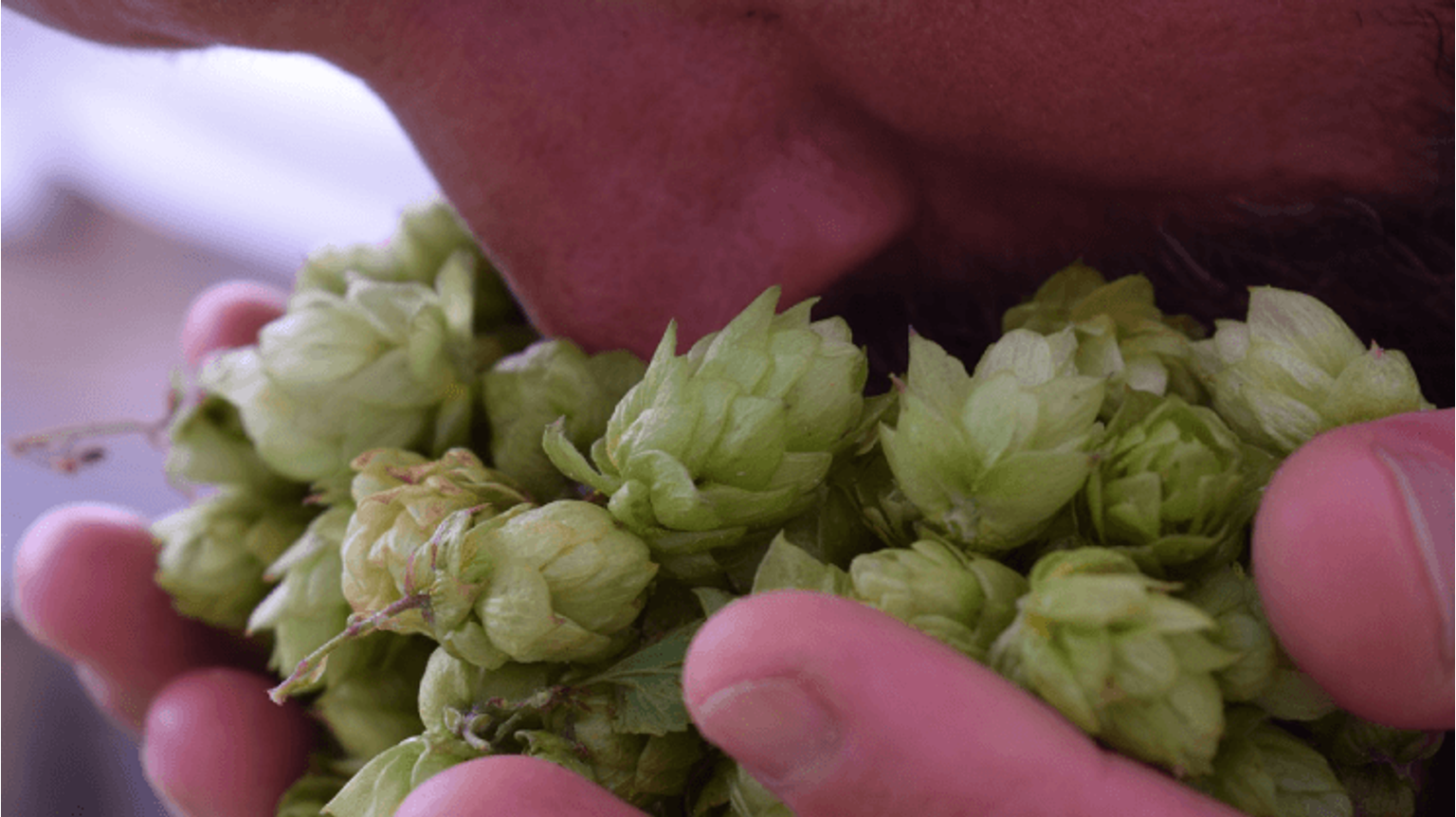 thumbnail for blog article named: Give your beer an even bigger hops flavour with Dry Hopping.