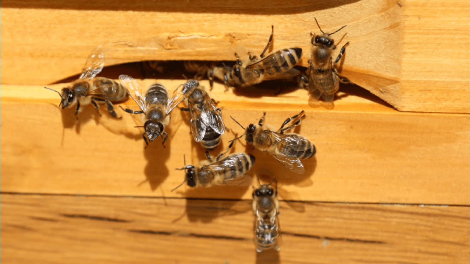 thumbnail for blog article named: Wat doen al die bijen op het terrein van HOPT?
